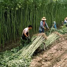 Mania For Chinas Hemp Related Companies Prompts Stock