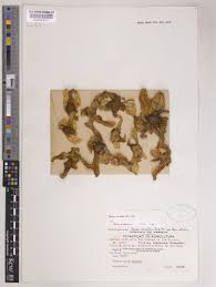 Image result for Faroa involucrata