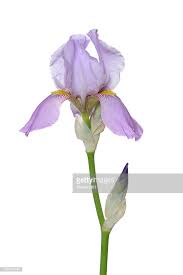 Iris Flower And Bud White Background Iris Flowers White Background Flowers Photography