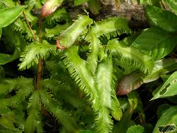 Image result for Lygodium