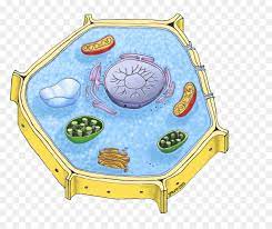 Use the words in the word box. Transparent Plant Cell Png Unlabeled Animal Cell Png Download Vhv