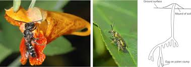 Image result for Aspidoglossum nyasae