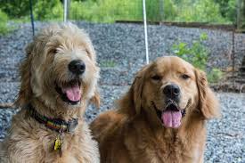 The pet place boone nc. Rates And Policies Woof Pack Pet Services