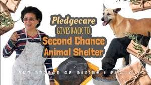 Check out the wonderful pets available for adoption at second chance animal shelter. Pledgecare Animal Welfare Campaign Second Chance Animal Society Free Malaysia Today Fmt