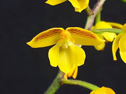 Image result for Polystachya troupiniana