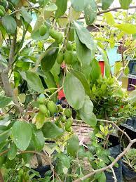 Tanam pokok buah bidara dalam pasu. Anak Pokok Epal Pembekal Anak Pokok Buah Buahan Herba Facebook