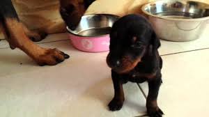 Maybe you would like to learn more about one of these? Little Doberman Talking Youtube