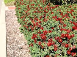 Enter your region to see your shipping costs. Little John Bottlebrush Callistemon Sp Little John Nativ By Plantrite