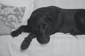 A prayer for healing jesus, the great physician, you have blessed me as a steward of my beloved pet for many years. 23 Short Prayers For A Euthanized Pet Cake Blog
