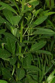 Image result for Crotalaria recta