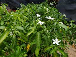 Image result for Tabernaemontana brachyantha