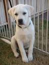 Labrador Retriever Puppies and Dogs for sale near you