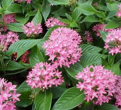 Image result for Pentas lanceolata