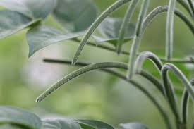 Image result for Senna hirsuta