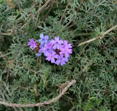 Image result for Verbena aristigera
