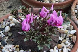 Image result for Cyclamen rohlfsianum tuber