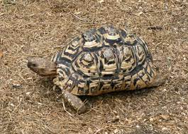 Pantherschildkröte terrarium erfahrung die qualitativsten pantherschildkröte terrarien unter die lupe genommen. Tierwelt Herberstein Pantherschildkrote In Der Steiermark