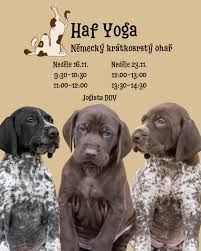 Image result for německý ohař krátkosrstý