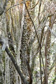 Image result for Zanthoxylum capense