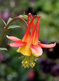 Pin On Flora