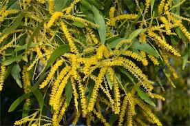 Image result for Acacia afra