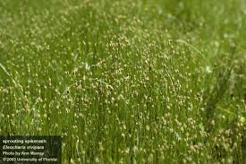 Image result for Eleocharis brainii
