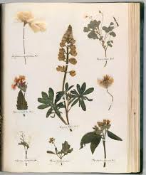 Emily Dickinson S Herbarium A Forgotten Treasure At The Intersection Of Science And Poetry Flower Art Pressed Flower Art Botanical Art