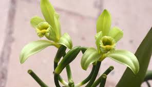 Image result for Vanilla polylepis