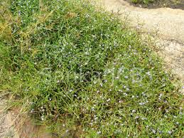 Image result for Cyanotis axillaris