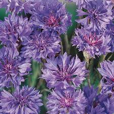 There are both annual and perennial varieties of bachelor's buttons, or centaurea cyanus. Bachelor S Button Seeds Blue Boy Mckenzie Seeds
