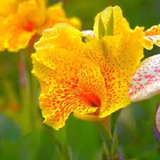 How To Plant And Grow Canna Lily In Ponds Canna Cleopatra Pond Informer