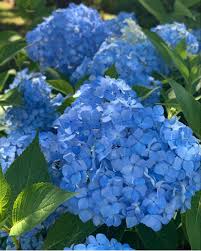 Blue Hydrangea Natural Tone Hydrangea Flower Flowers Near Me Hydrangea Blue Hydrangea Hydrangea Flower Wholesale Flowers