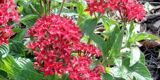 Image result for Pentarrhinum