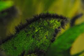Black Algae In Fish Tank How To Get Rid Of It Black Brush Algae On Leaf Aquarium Algae Fish Tank Algae