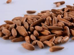 पुरुषों में सेक्स पावर बढ़ाता है चिलगोजा, रोजाना खाने से मिलेंगे ये गजब के  फायदे know amazing 10 health benefits of chilgoza pine nuts increase sex  power in men to strong bone