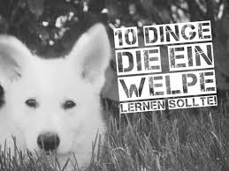 Der kostenlose service von google übersetzt in sekundenschnelle wörter, sätze und webseiten zwischen deutsch und über 100 anderen sprachen. Ahoi Hundeschule 10 Dinge Die Ein Welpe Lernen Sollte