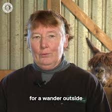 Largest collection of Pokémon cards