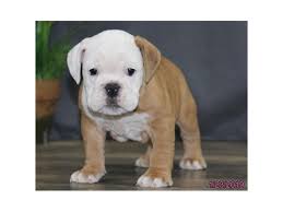 We have free range and couch potatoes english bullies!!!!! Come To Visit Our English Bulldog Puppies For Sale Near Hilliard Ohio
