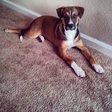Your boxer german shepherd mix may or may not inherit those health conditions, so it's recommended to buy your puppy from a good breeder. German Shepherd Boxer Mix 7 Months My Baby Boxermix Boxer Mix German Shepherd Boxer Mix Boxer Dogs Puppies