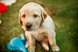 Why Is My Dog Whining Causes