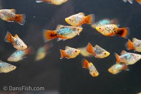 Image result for Platycaulos