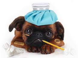 Are you a veterinary surgeon looking to start your own clinic? Coffee Empire Jab Eyes Compassion First Pet Hospitals Bloomberg