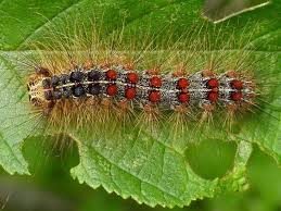 They hatch in the spring from eggs laid the previous summer. Gypsy Moths Are Causing Extensive Damage In Northwest Ct