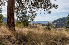 Image result for Autumn Gold Light 1977 Caloric