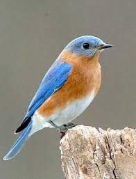 Birds Of Western New York State Bluebird New York Blue Bird Birds Beautiful Birds