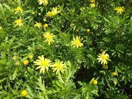 Image result for Euryops chrysanthemoides