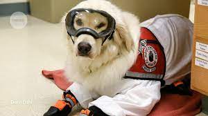 Each and every dog or a cat brought into australia will require a permit. Let The Dog In How Institutions And Colleagues Can Help Scientists Who Require Support Animals