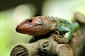 For ease of care, you can automate the cage lighting by putting the lights on a timer. Caiman Lizard Care Enclosure Size Setup Diet More