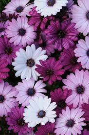 We have an extensive collection of amazing background images carefully chosen by our community. Tumblr Wallpapers Purple Wallpaper Cave