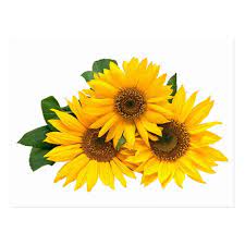 Floral Sunflower Yellow Flowers Postcard Zazzle Com In 2021 Sunflower Flower Sunflower Images Yellow Flowers